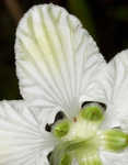 Kidneyleaf grass of Parnassus